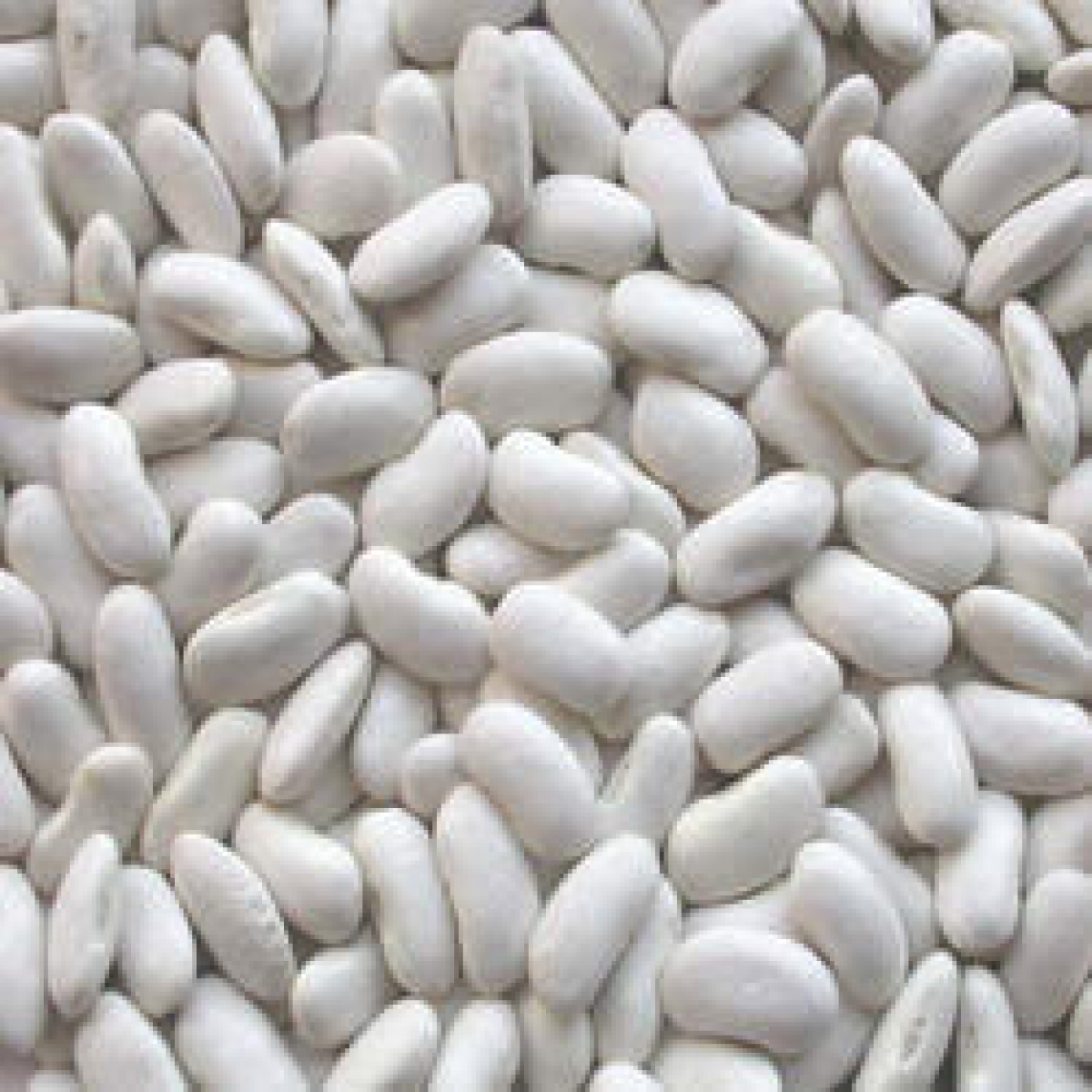 Cleopatra Herbs Dried white kidney beans