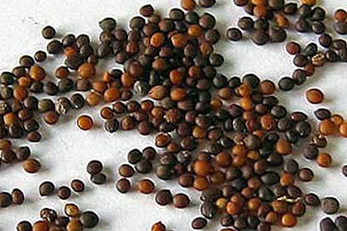 Thyme seeds